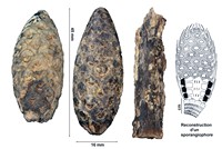 Equicalastrobus chinleana
